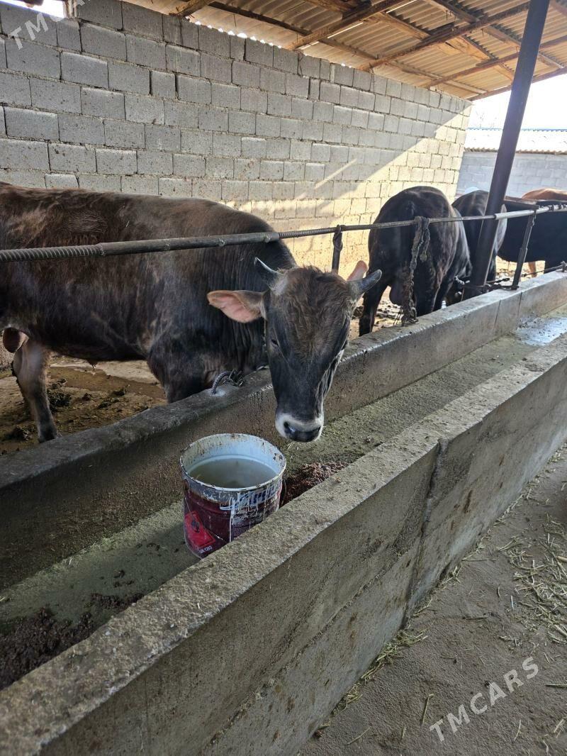 okuz - Gökdepe - img 1