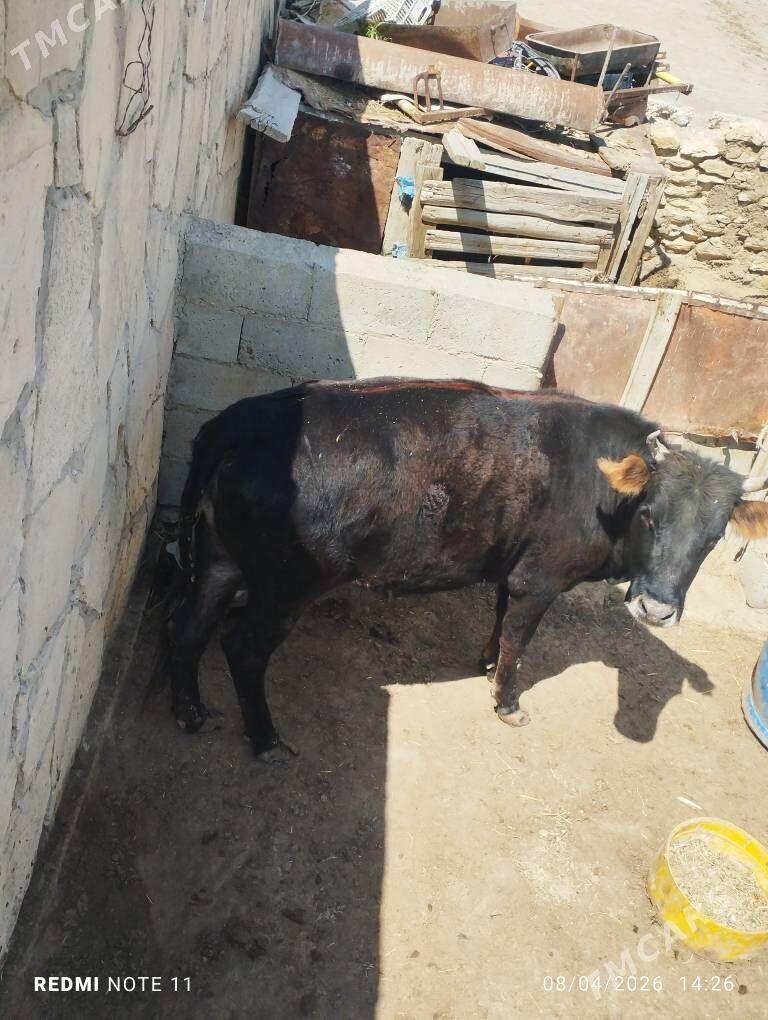 sygyr - Etrek - img 1