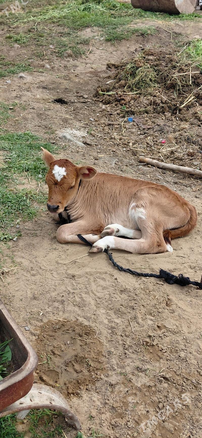 GOLELI SYGYR - Bäherden - img 1