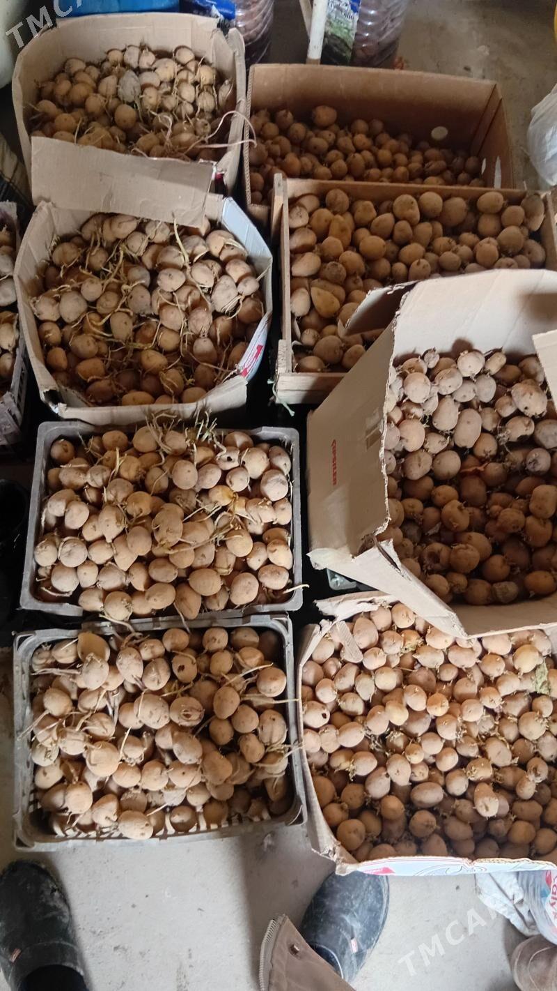 kartoska - Şabat etr. - img 1