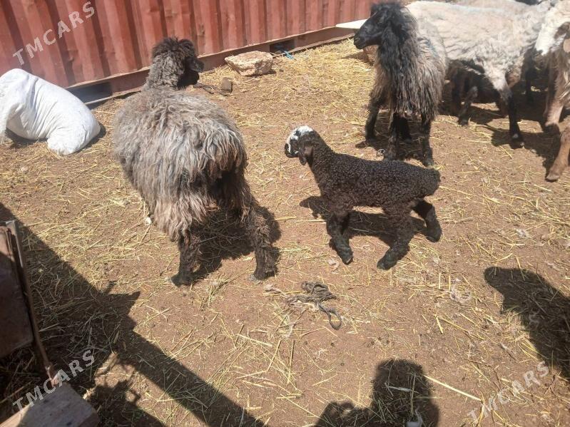 ишшек гузлы гойун теке - Balkanabat - img 1