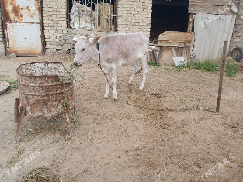 Tuwe - Bäherden - img 1