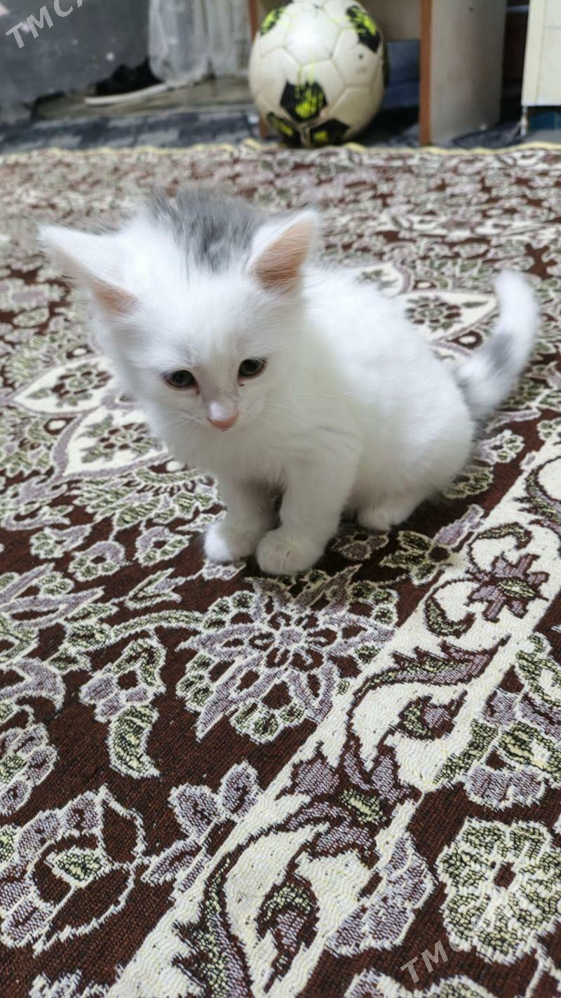 pisijek akylyja - Aşgabat - img 1