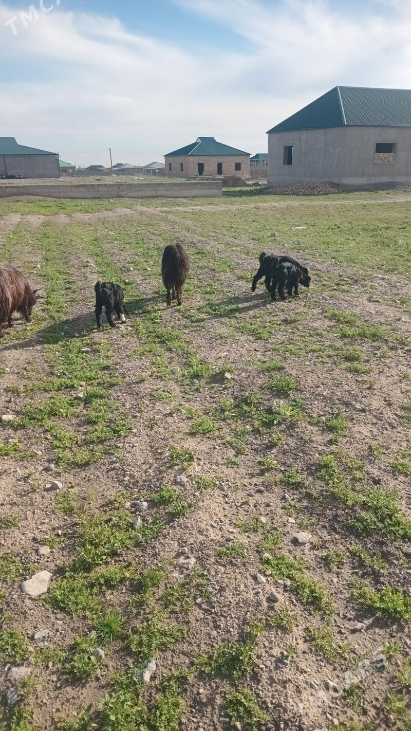 owlak - Gökdepe - img 1