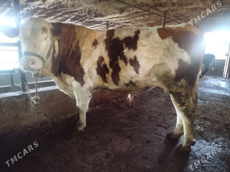 simental okuz - Гарабекевюл - img 1