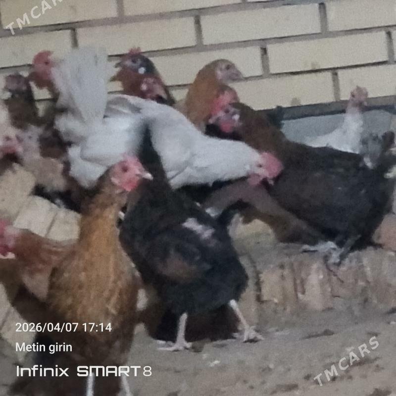 towuk - Мары - img 1