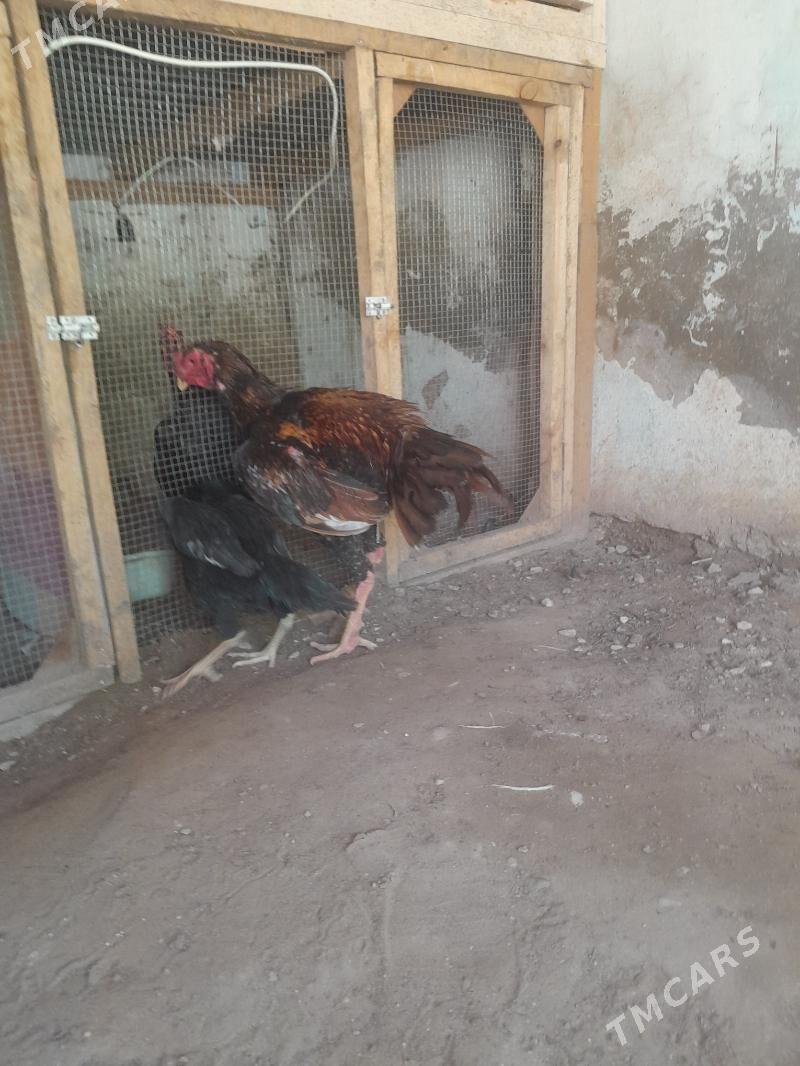 Baysobysgy - Балканабат - img 1