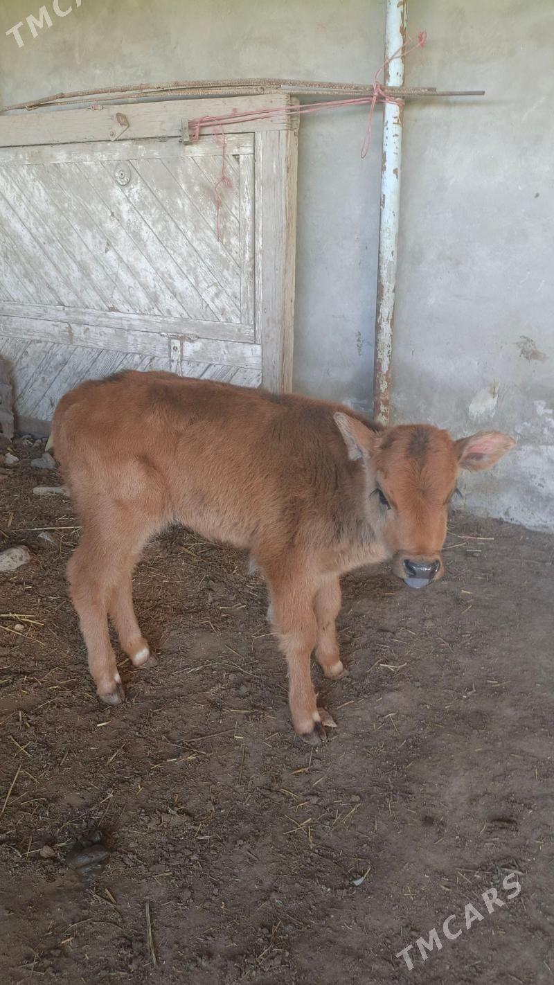 Göle gulajyn - Векильбазар - img 1