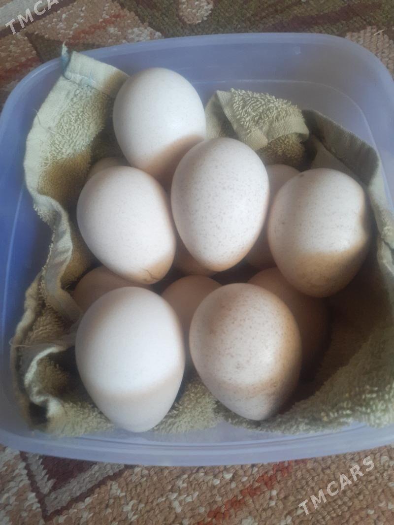 Induk ýumurtga - Теджен - img 1