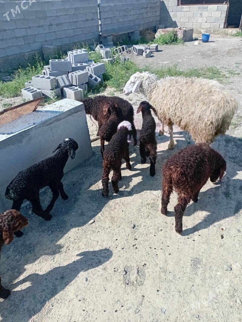 guzy - Bäherden - img 1