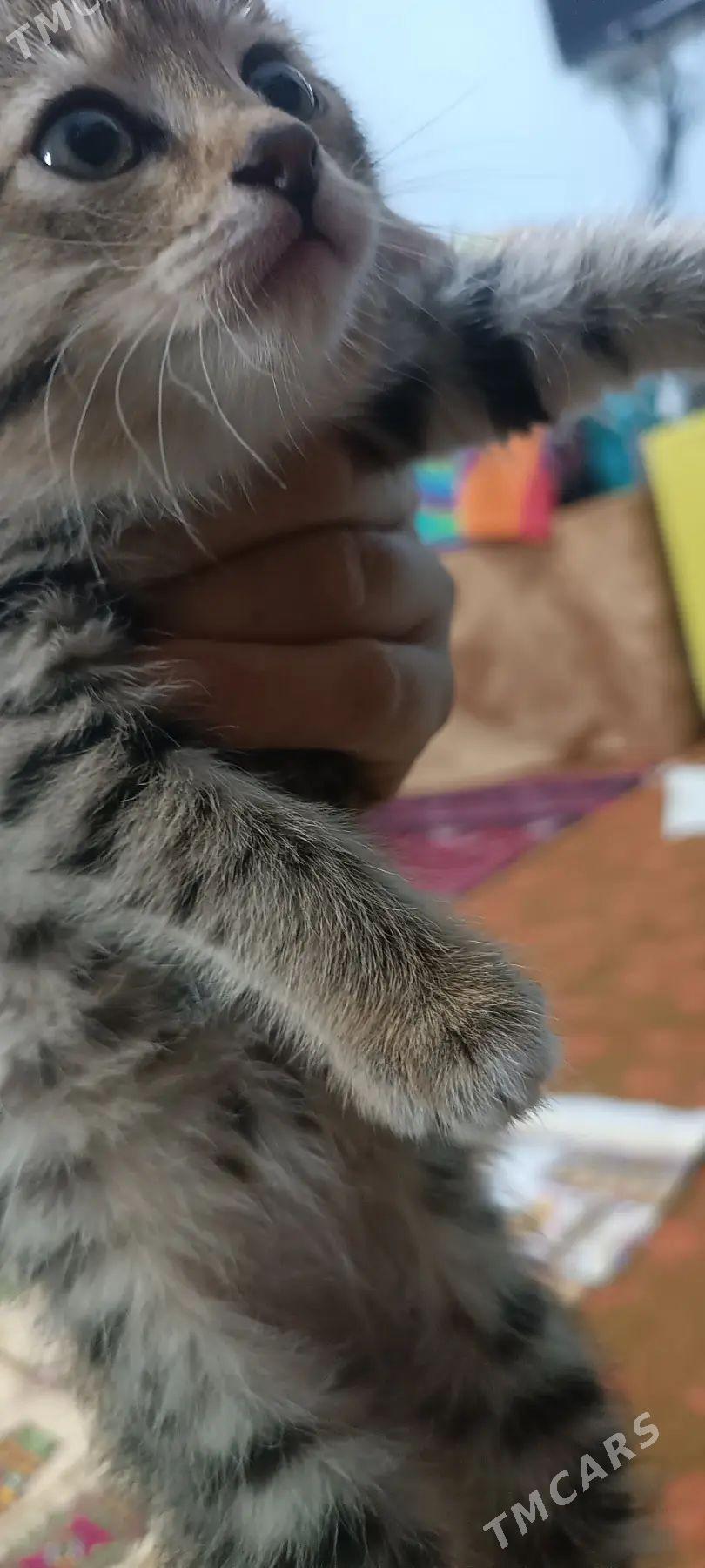 Pisijek. Кошка - Aşgabat - img 1