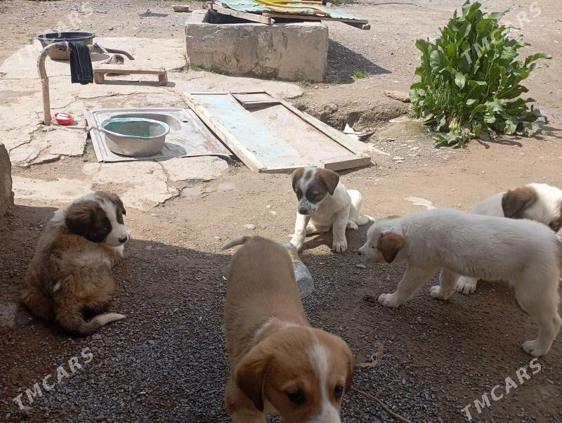 it - Ак-Бугдайский этрап - img 1