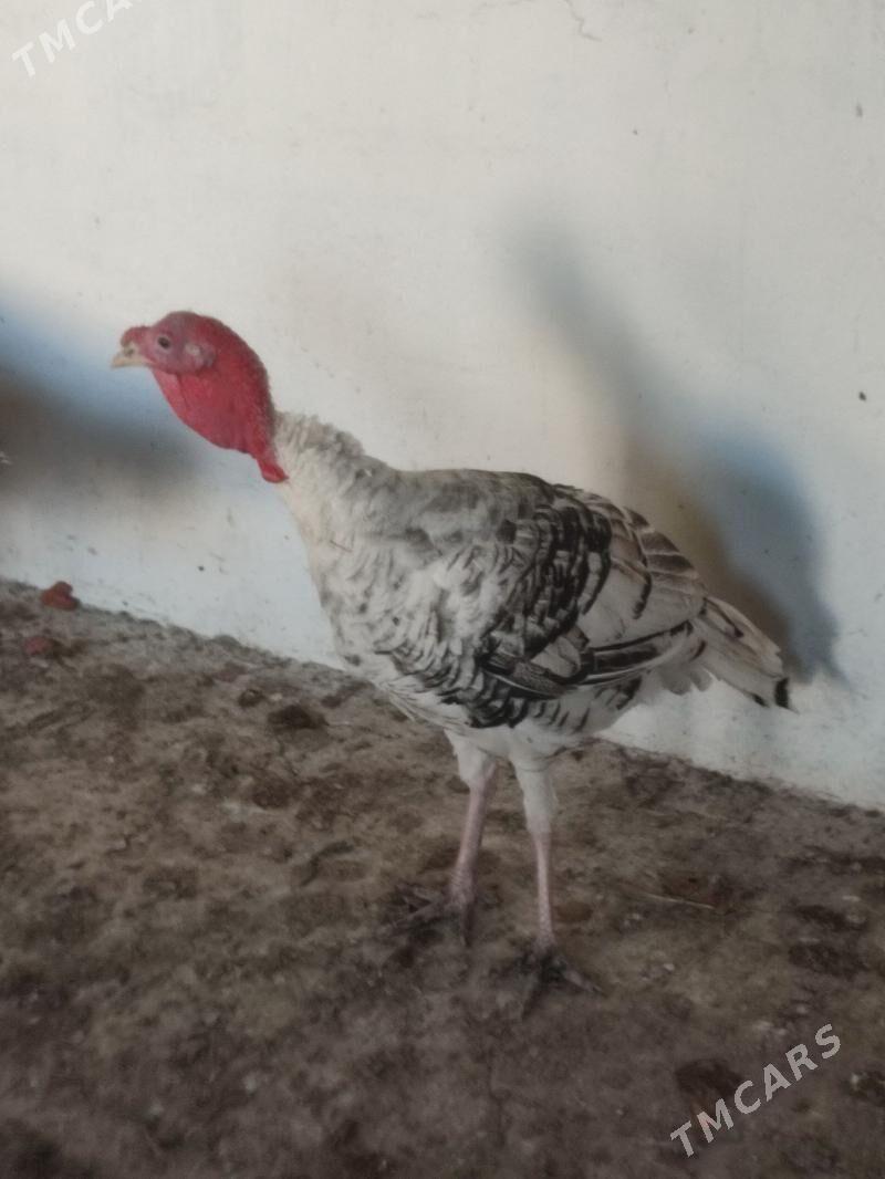 indukinduk - Бахарден - img 1