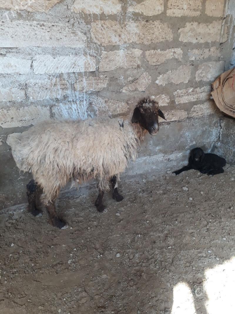 Guzuly goýun - Balkanabat - img 1