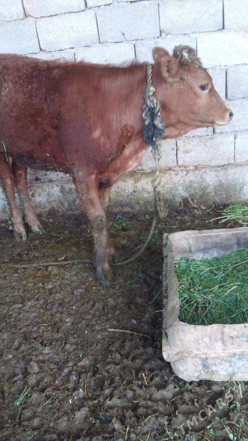 tüwe - Tejen - img 1