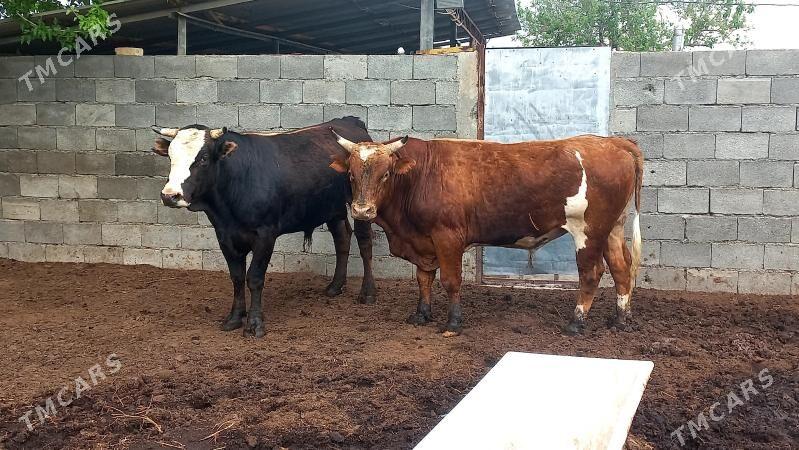 Şiwet ökük. - Ашхабад - img 1