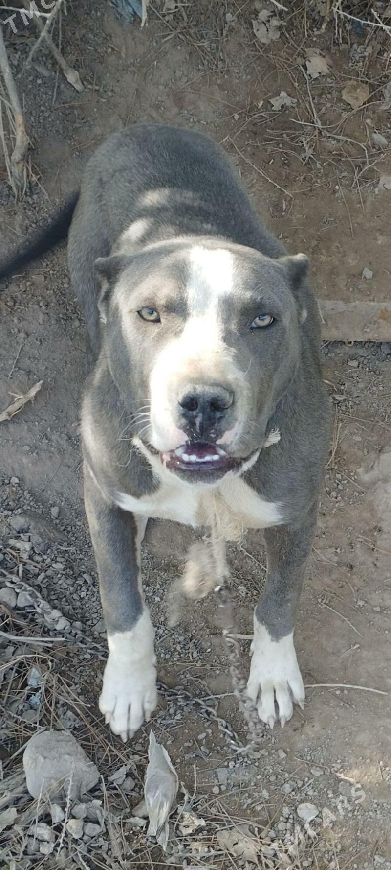 pidpul - Türkmenabat - img 1