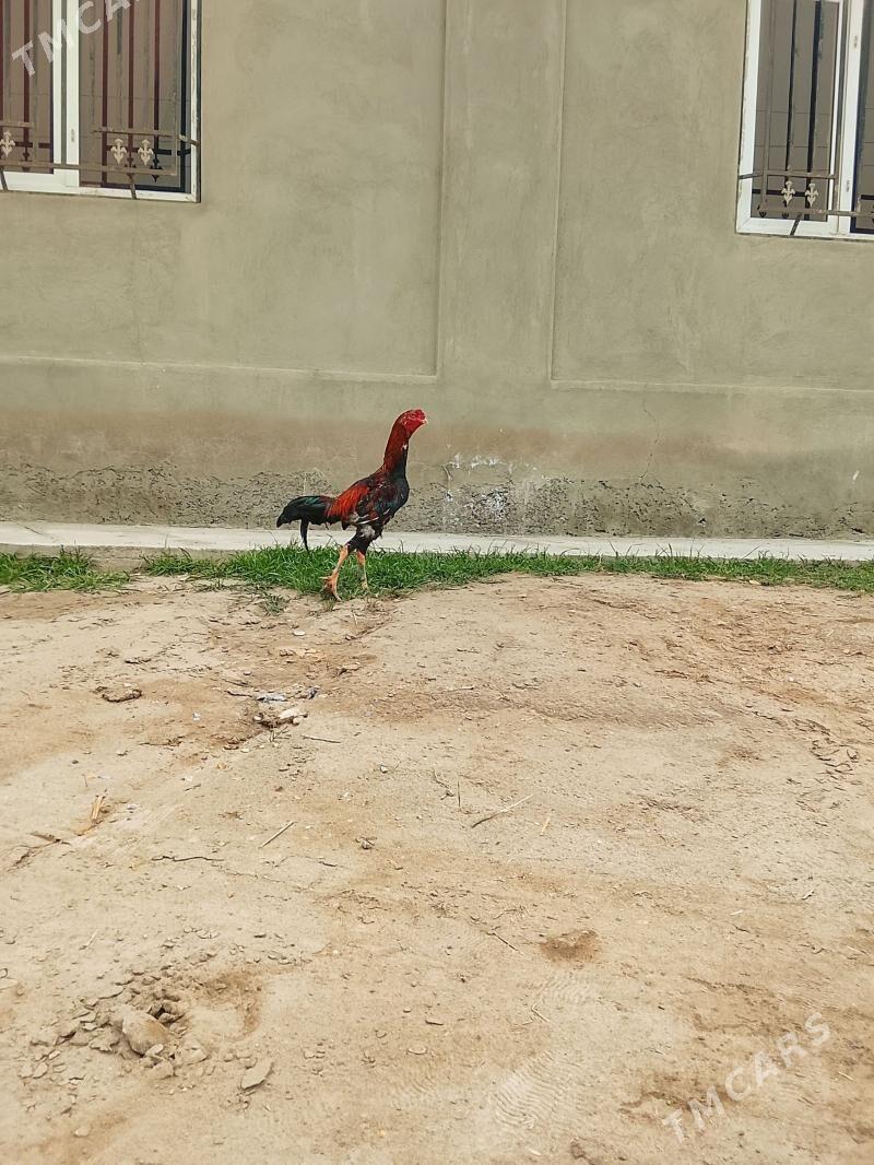 baýsow - Туркменабат - img 1