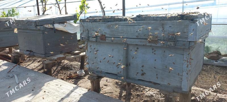 Bal ary - Çärjew - img 1