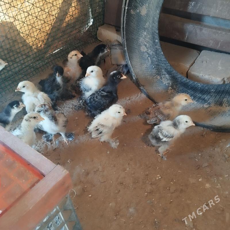 towuk jüýje - Сакарчага - img 1