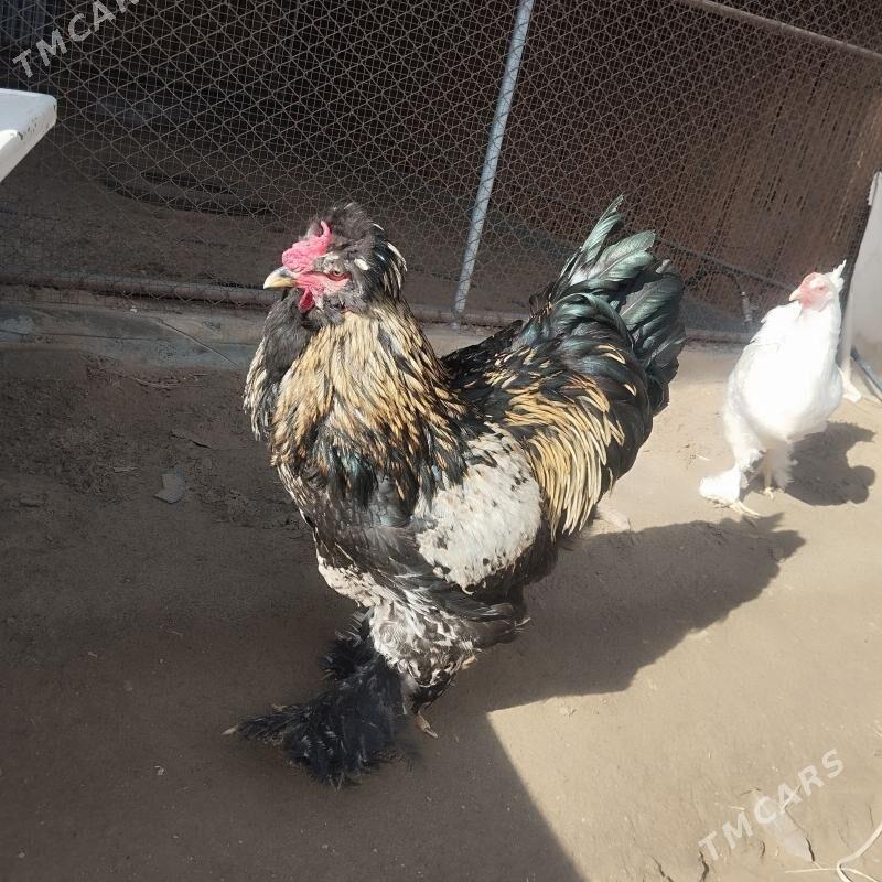 Horaz - Сакарчага - img 1