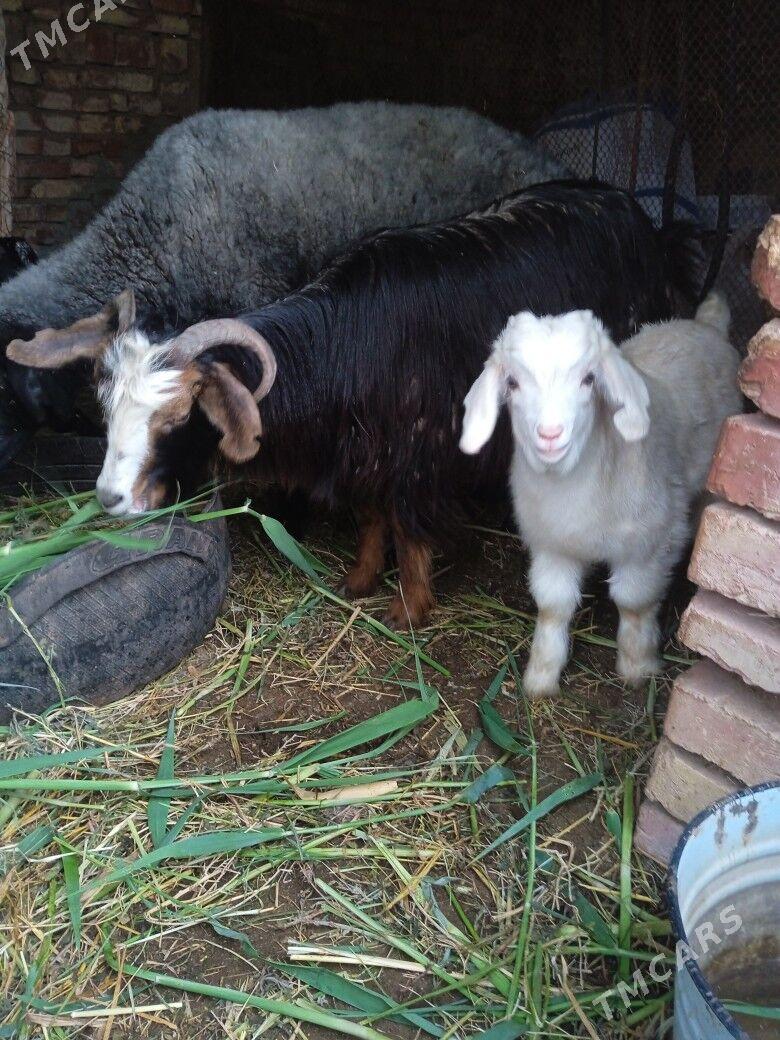 owlakly geci - Бабадайхан - img 1