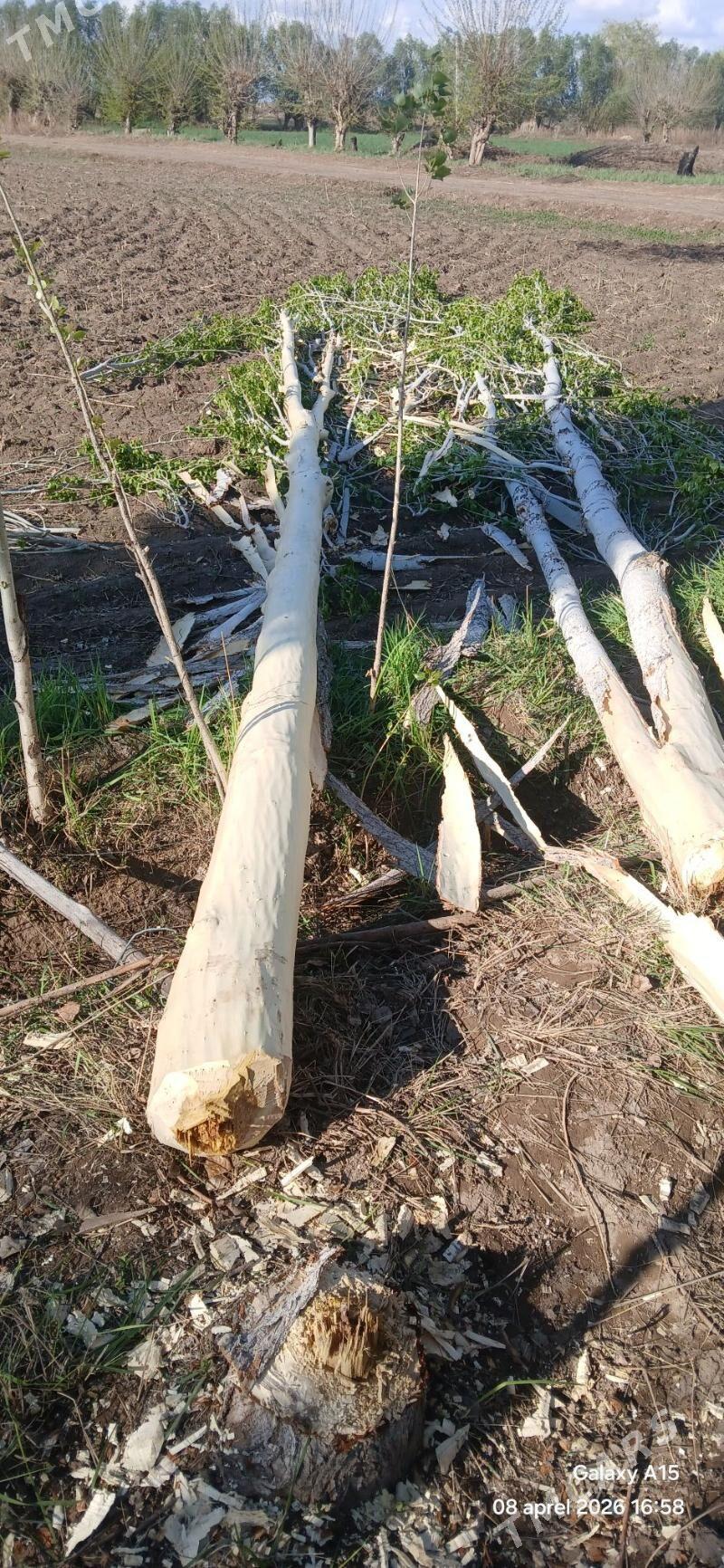 boy derek - Кёнеургенч - img 1