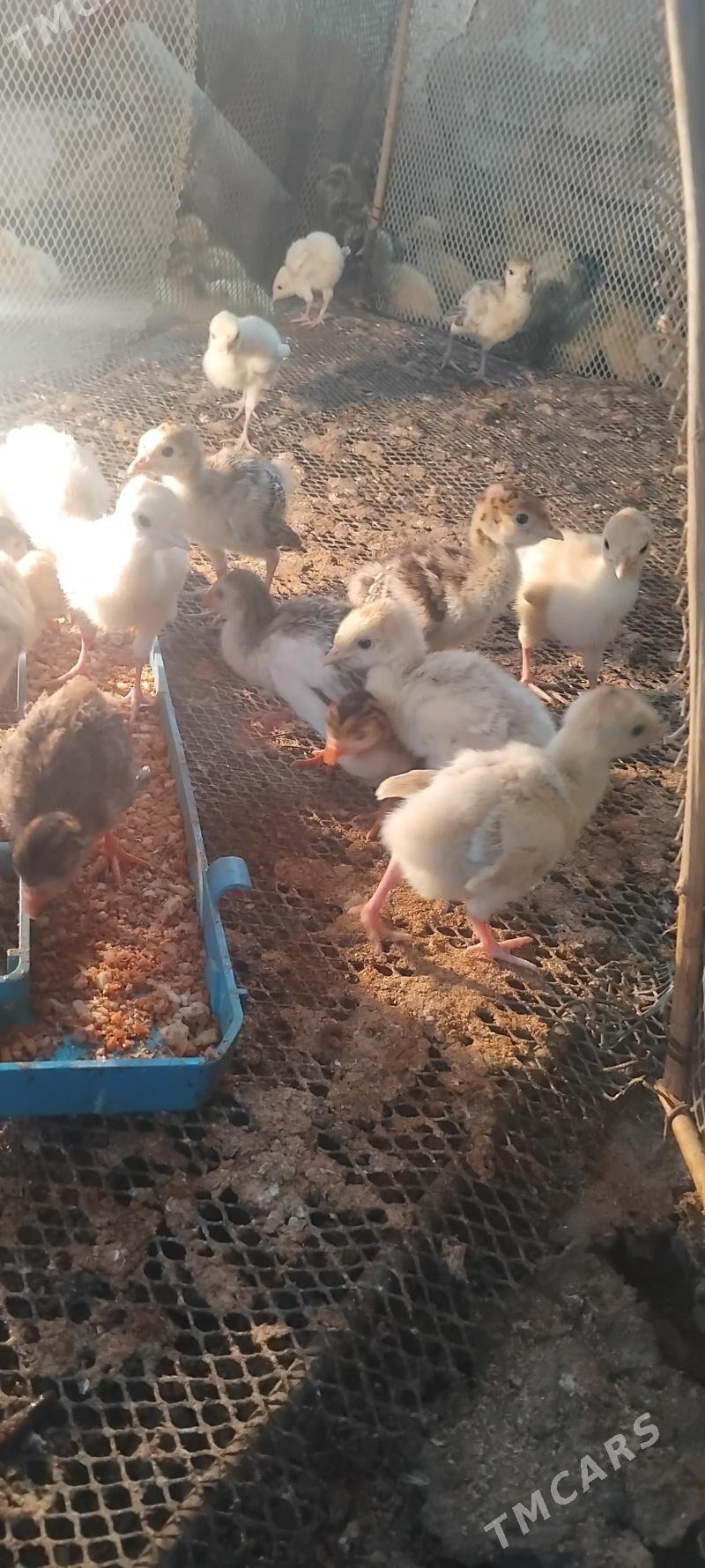 Induk Juje - Векильбазар - img 1