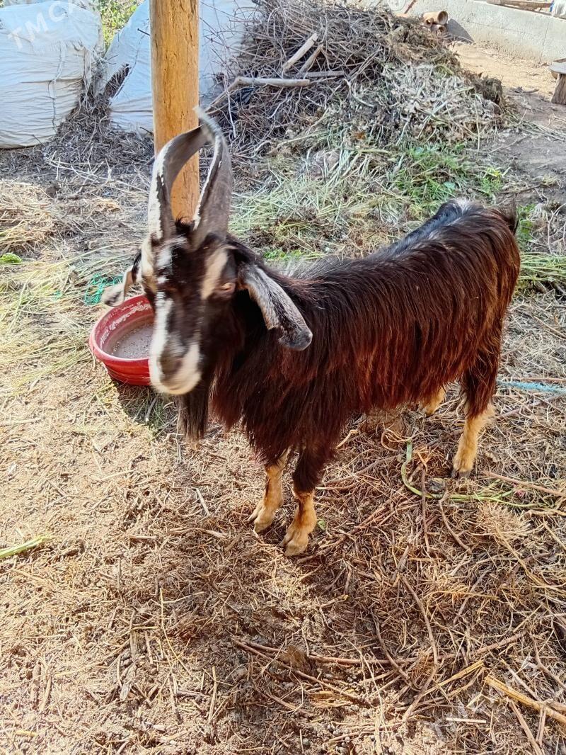 serke - Farap - img 1