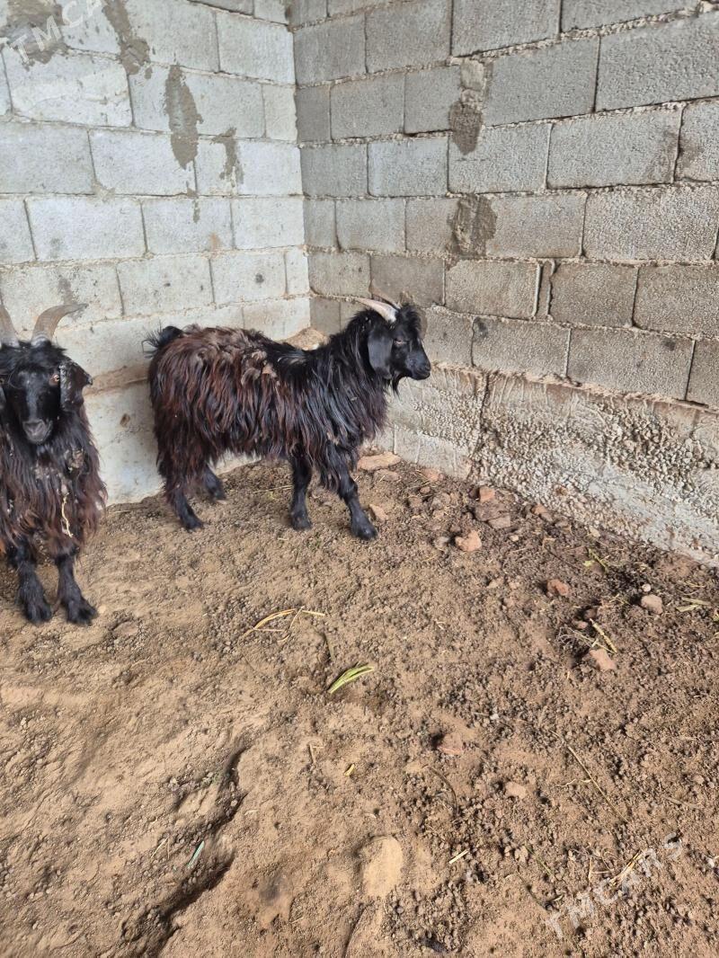 ERKEC - Ашхабад - img 1