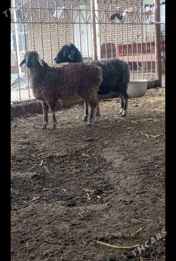 guzyly goyun - Baýramaly - img 1