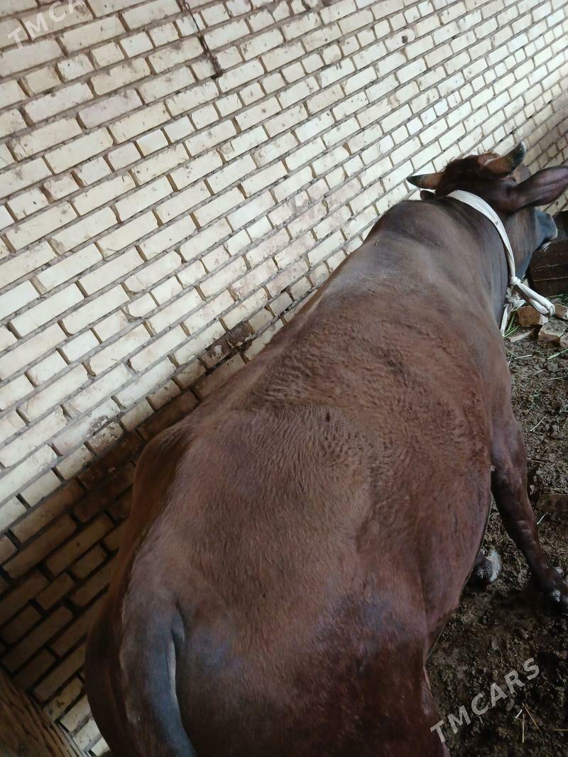 öküz - Wekilbazar - img 1