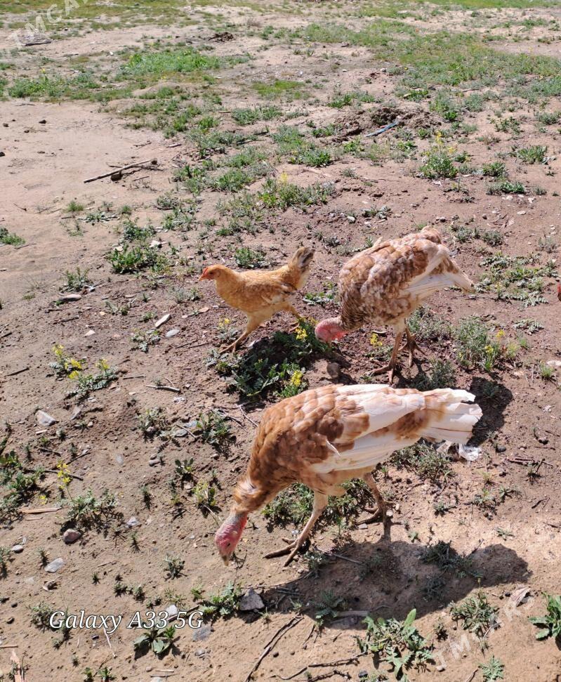 induk - Gyzylarbat - img 1