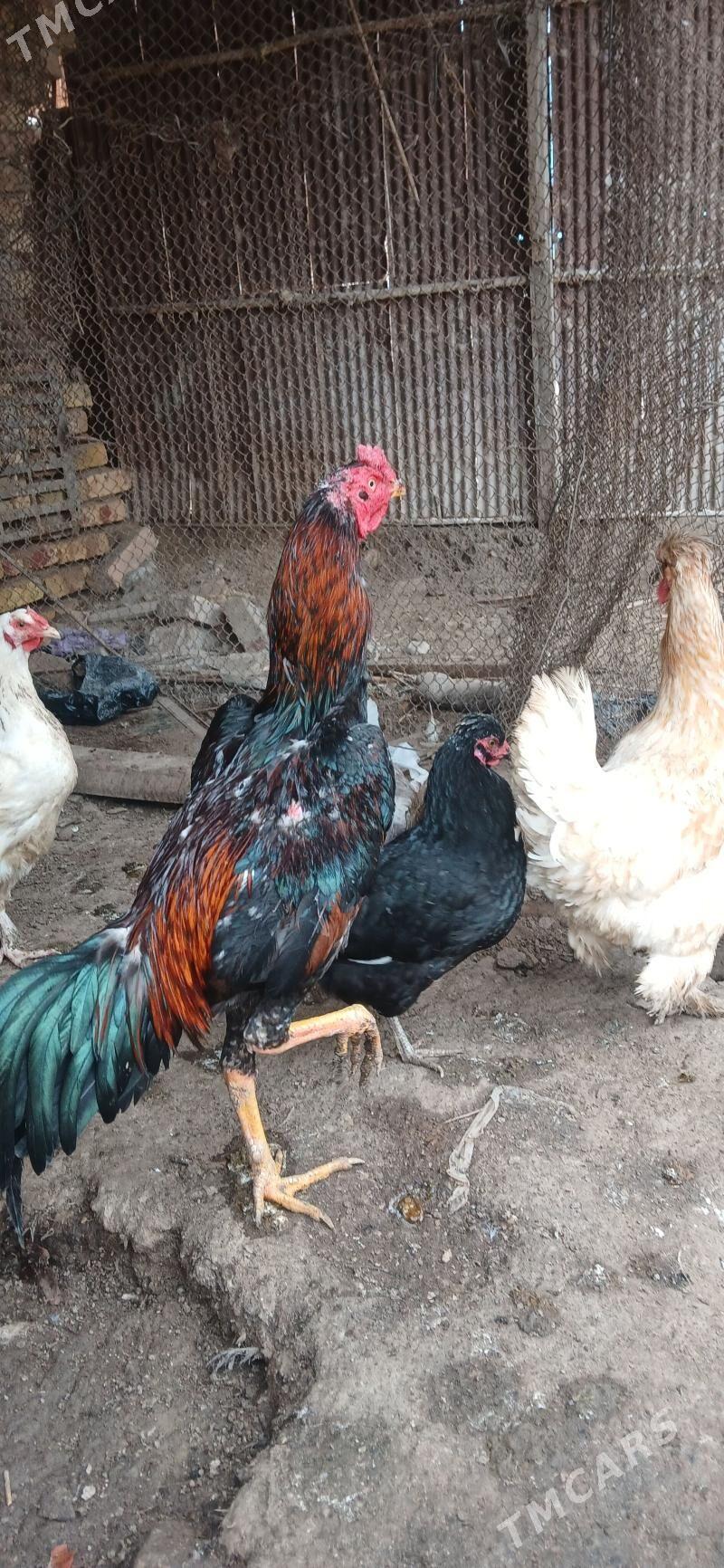 horaz - Туркменабат - img 1