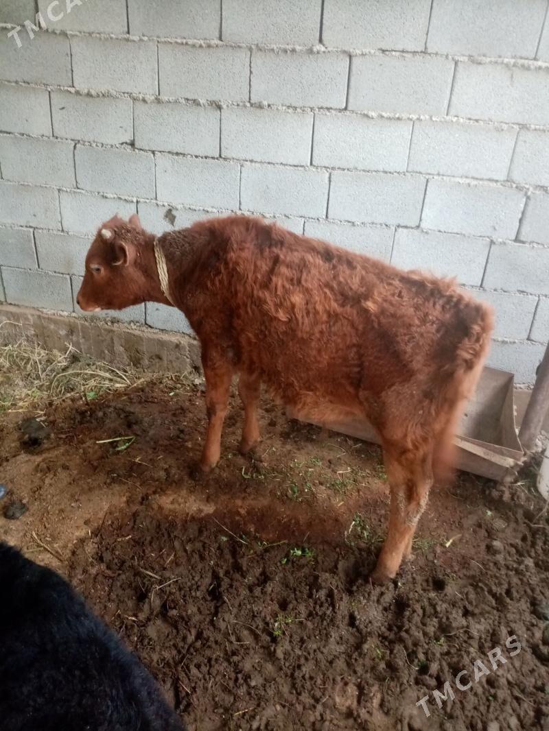 Okuz - Анев - img 1