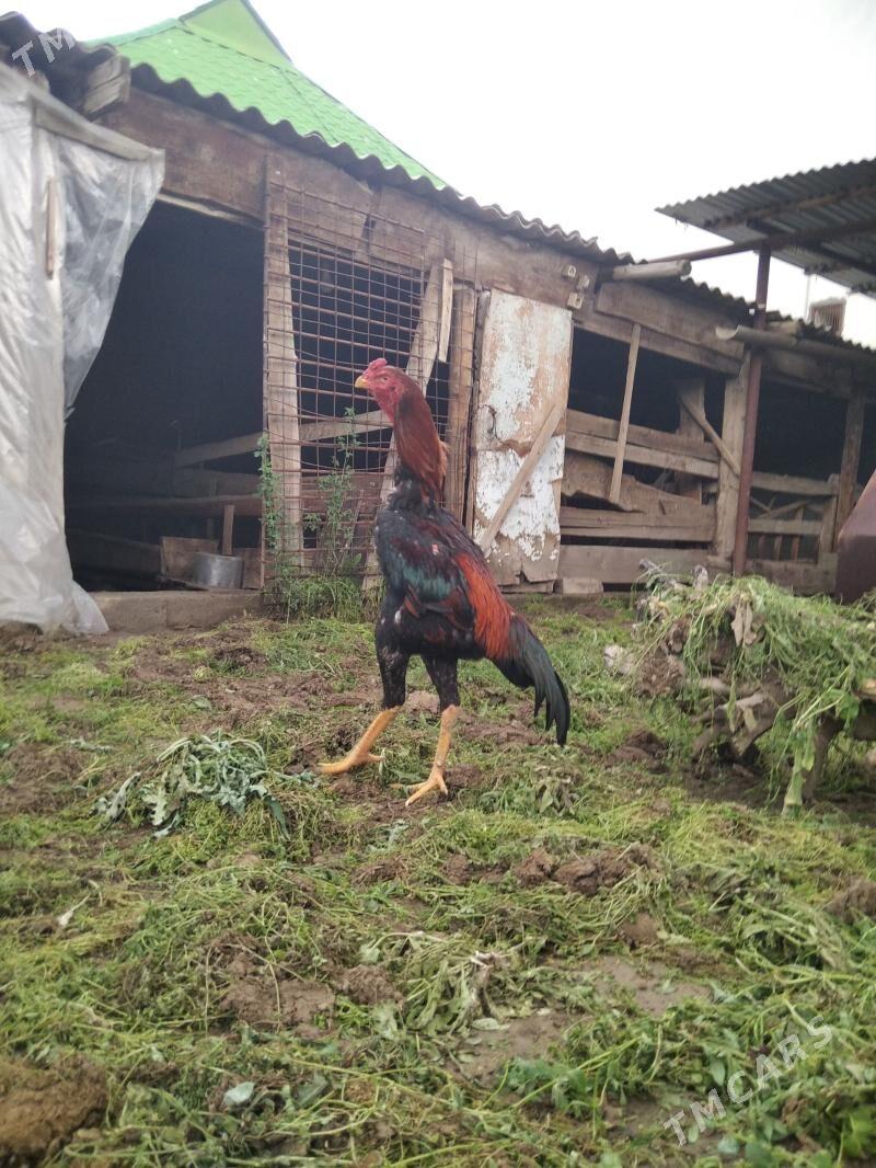 taskent - Ашхабад - img 1