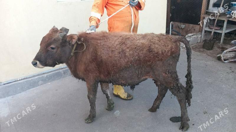 Okuz - Бузмеин - img 1