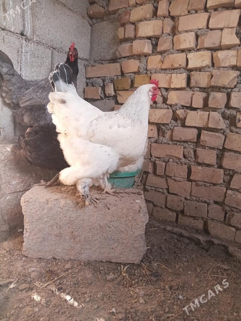 Towuk ÿumurtga - Серахс - img 1