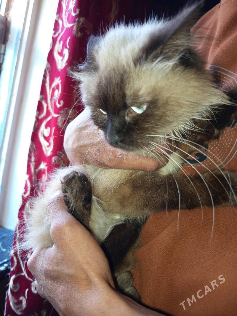 сиямиски пишик - Türkmenabat - img 1