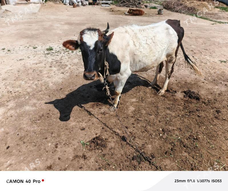 sygyr - Herrikgala - img 1