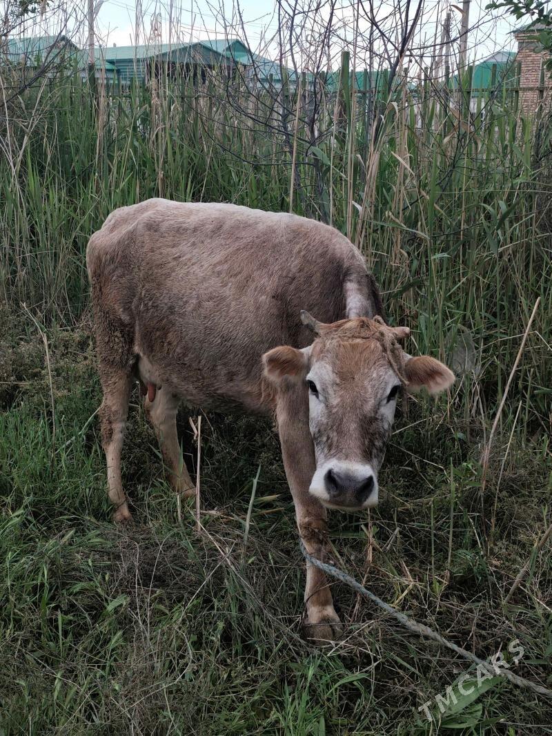 goleli sygyr - Bäherden - img 1