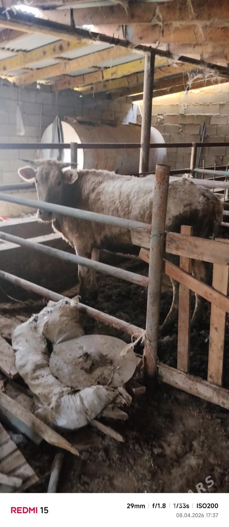 SIWES TUWE GYSYR SYGYR - Bäherden - img 1