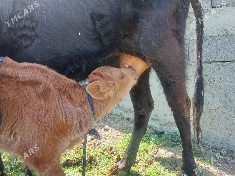 Göleli sygyr - Çoganly - img 1