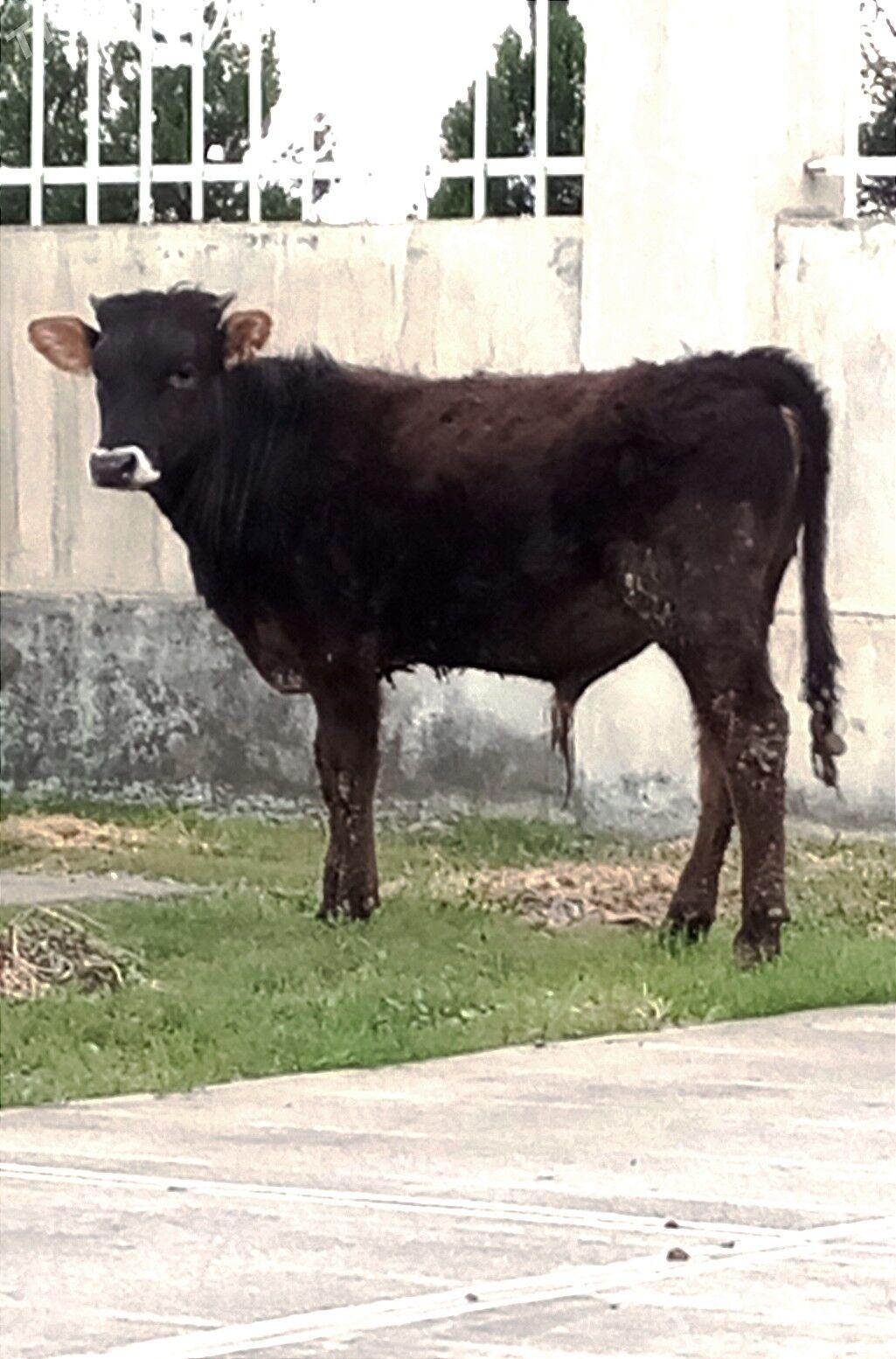 ŞWES ÖKÜZ - Gökdepe - img 1