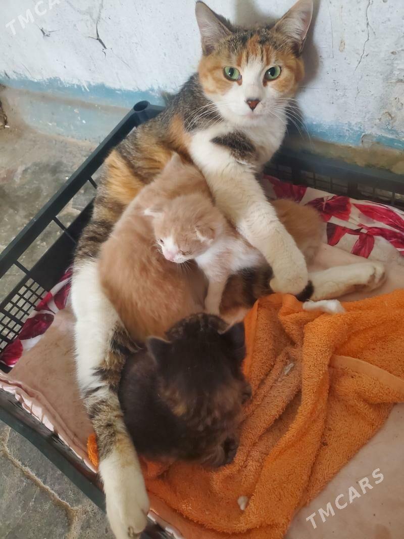 Pişik - 6 mkr - img 1