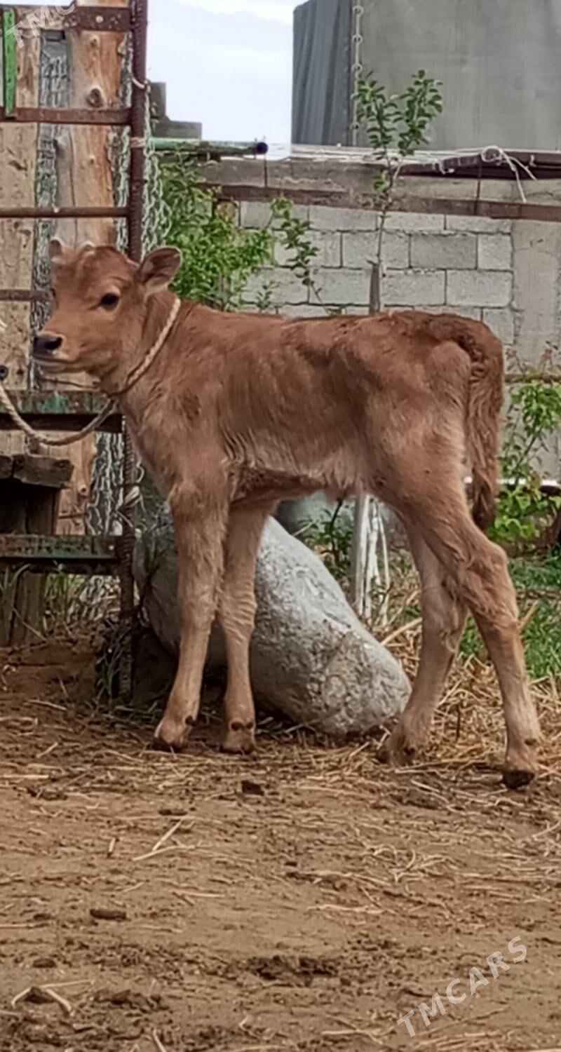 TÜWE - Гёкдепе - img 1