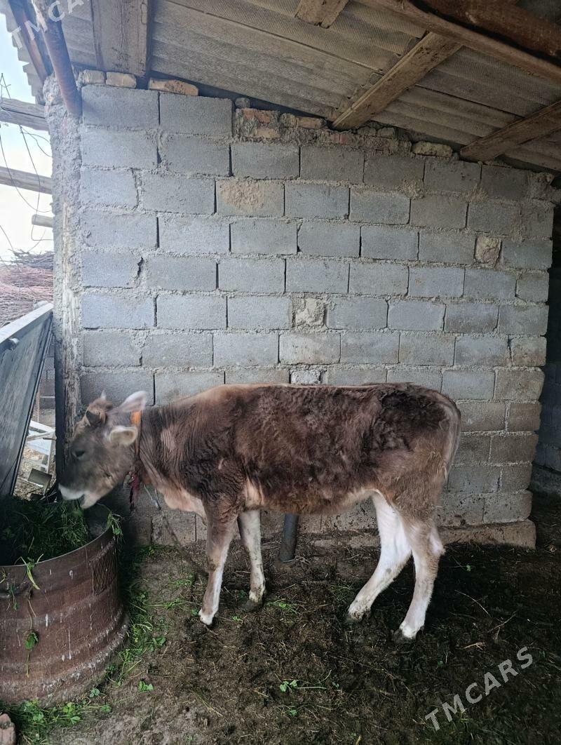 Tüwe - Гёкдепе - img 1