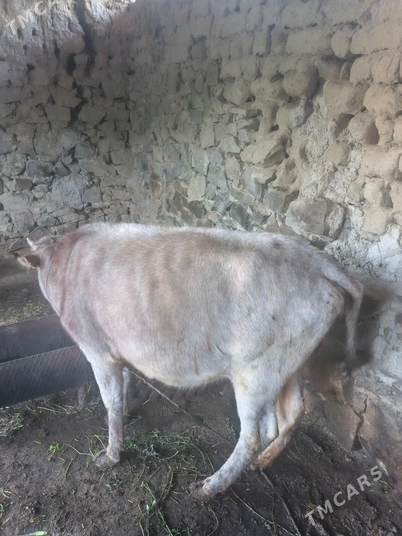 sygyr - Köýtendag - img 1