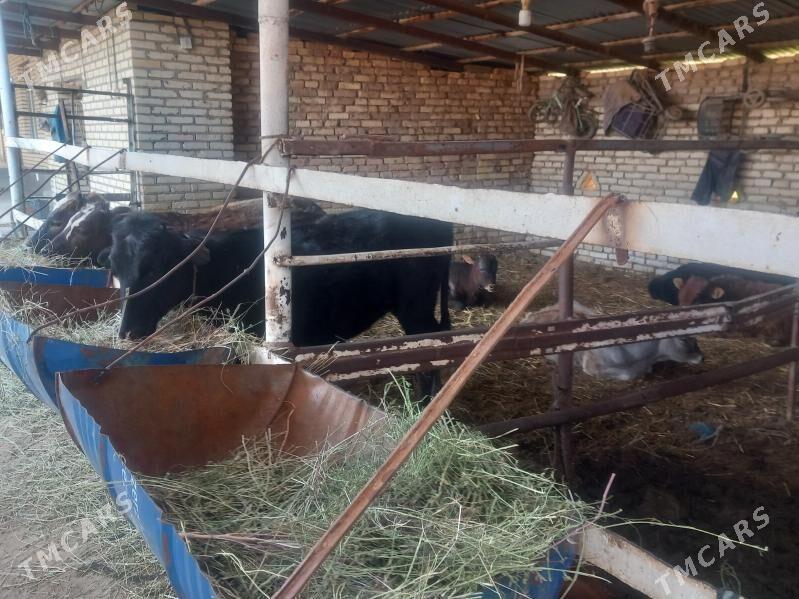 öküzler sygyrlar gulajyn - Mary - img 1