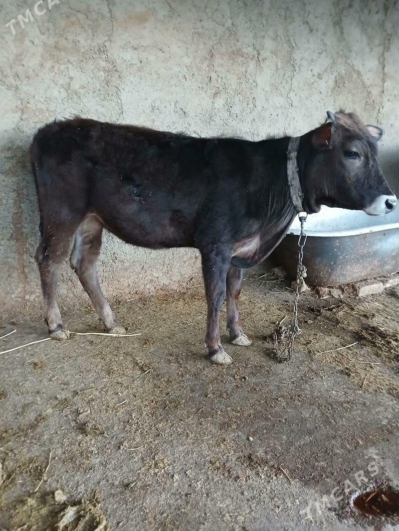 Tuwe - Gökdepe - img 1